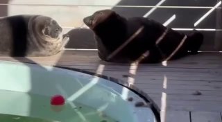 Нерпы Шлиссик и Крошик начали линьку