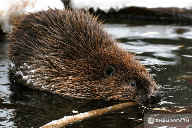 Как вести себя при встрече с бобром, рассказал биолог