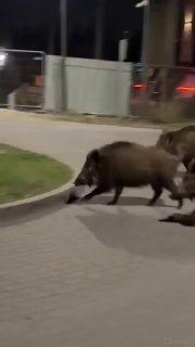 В Польше робот прогнал кабанов из жилого района