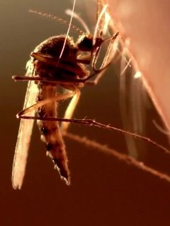 Биологический факт: комары мочатся на жертву во время питания кровью