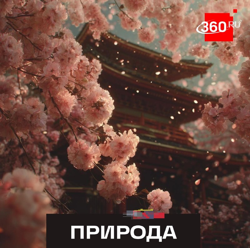 Глобальное потепление угрожает цветущей сакуре в Японии