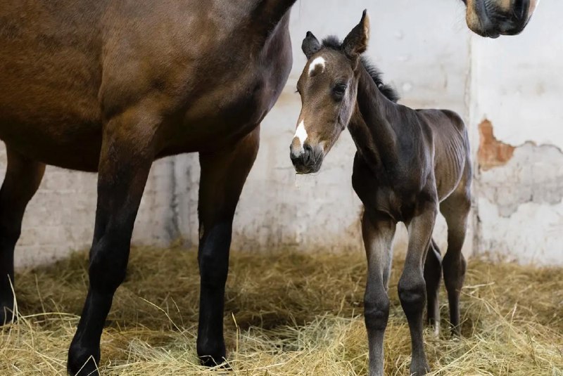 В Эстонии родился первый клонированный жеребенок