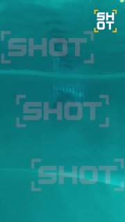 В Сочи просят спасти дельфинов из-за плохих условий содержания