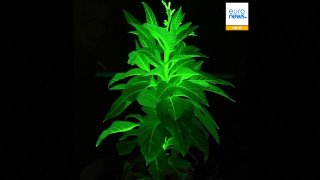 Китайские ученые создали растения, которые могут заменить лампы