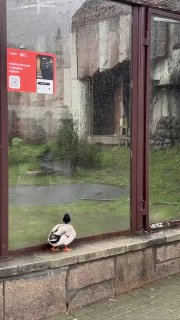 Манул отказался гулять из-за плохой погоды