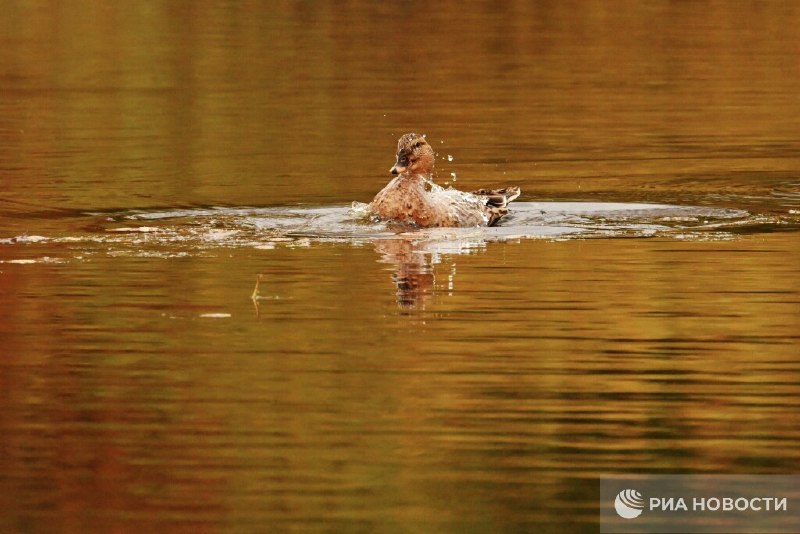 Почему нельзя кормить уток хлебом, рассказал ученый