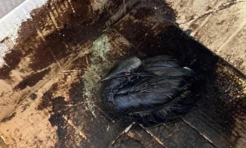 Более 800 птиц пострадали от разлива нефтепродуктов в Черном море