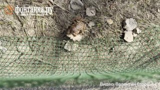 Старт весенней акции «Дорогу амфибиям!» в заказнике «Сестрорецкое болото»