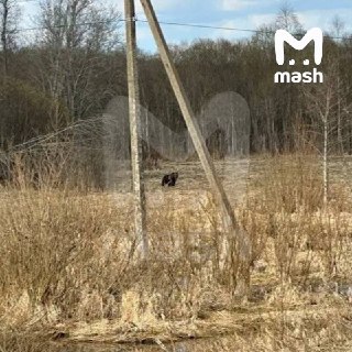 В Подмосковье к дачам и посёлкам вышли десятки голодных медведей