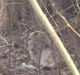 В Волховском районе замечена рысь