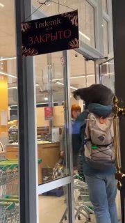 В Москве живет котик, который ездит по городу вместе со своим хозяином