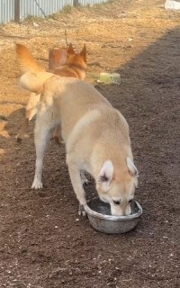 Приют для животных «Сердце друга» просит помощи с оплатой корма