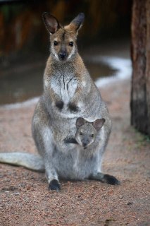 В Ленинградском зоопарке родились четыре малыша кенгуру Беннетта