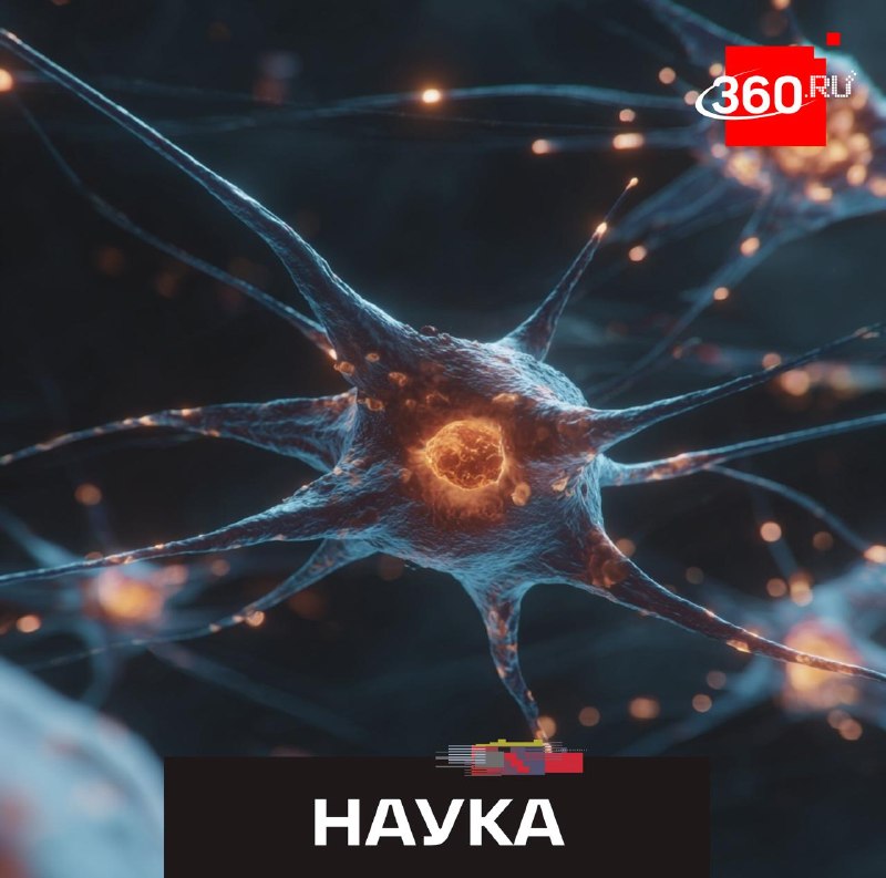 Ученые выяснили роль астроцитов в регуляции чувства сытости