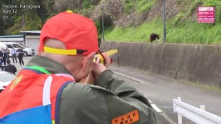 Игра в берлогу: японские полицейские тренируются отлавливать медведей... на коллеге в костюме.