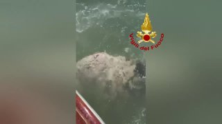 В Венеции гигантская рыба-луна перекрыла судоходный канал