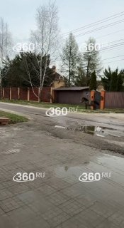 Пятничный побег: пони сбежал из КСК «Корнет» в Раменском