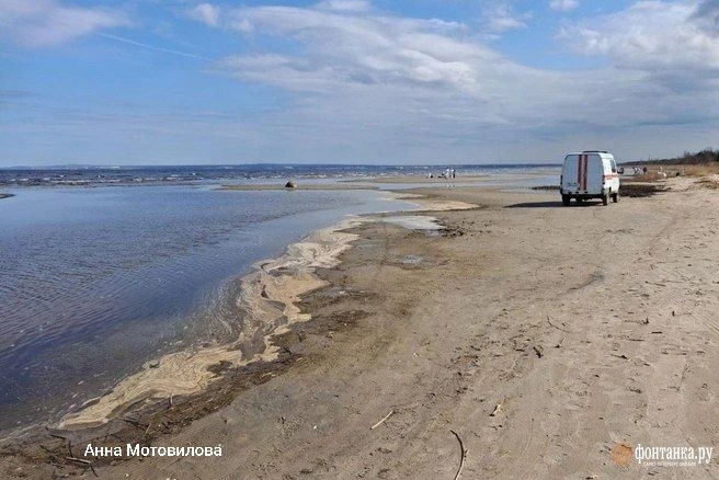 В Финском заливе на птицах обнаружены маслянистые пятна