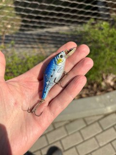 В вольер к кондорам в Мосзоопарке подбросили снасти с крючками