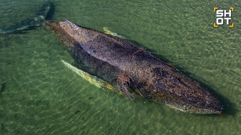 Застрявший в Балтийском море горбатый кит впервые с начала месяца сдвинулся с места