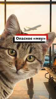 Американским пилотам грозит штраф за мяуканье в радиоэфире