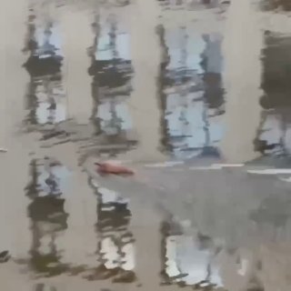 Легендарный бобр Яшка вернулся на Чёрную речку