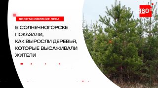 В Солнечногорске вырос лес площадью 31 гектар, высаженный в рамках акции «Наш лес. Посади свое дерево»