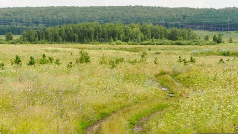 В Пермском крае у жителя изъяли 9 гектаров земли из-за сорняков