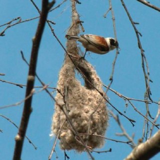 В Красносельском районе Петербурга обнаружили гнёзда редких птиц ремезов