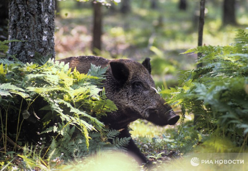 В Германии подстрелили почти 3 тысячи радиоактивных кабанов