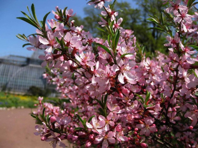 В Москве зацвёл миндаль