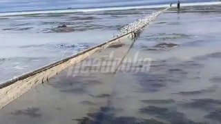 Побережье Сахалина напоминает рыбный отдел — море выбросило тонны селедки