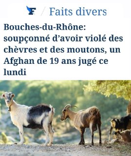 19-летний афганец предстанет перед судом во Франции за насилие над животными