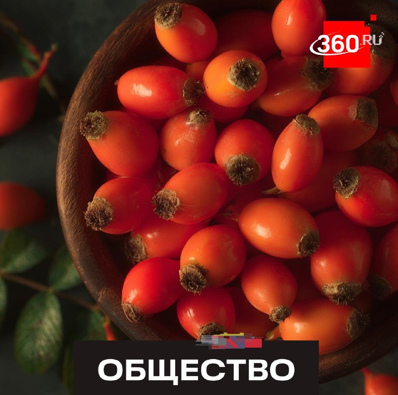 Новый ГОСТ на шиповник вступит в силу с сентября