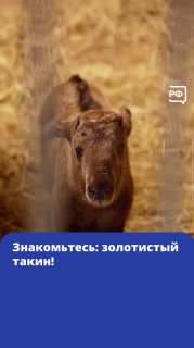 В Новосибирском зоопарке родился редкий детёныш золотистого такина