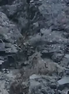 На юге Казахстана засняли снежного барса