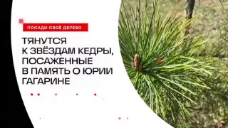 Кедры посадили в Звездном городке в память о Гагарине