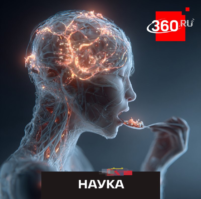 Ученые: за чувство сытости отвечают астроциты