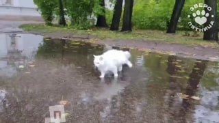 Сегодня ищем смысл жизни. Лужи не помеха — возможно, ответ скрывается за следующей