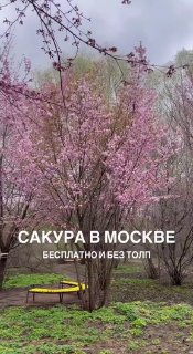 Сакура зацвела в парке в Раменках