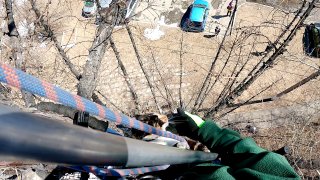 Иркутянин спас кошку с дерева, но был укушен