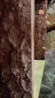 Обезьяна Дурукули из Ленинградского зоопарка ест огурчик