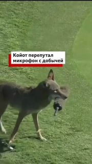 Койот украл микрофон на турнире по гольфу в США