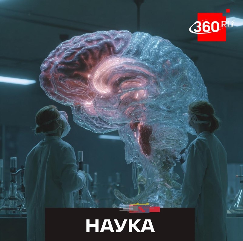 Ученые обнаружили генетические различия мужского и женского мозга