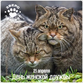 Философия женской дружбы от проекта «ЗвероПятница»