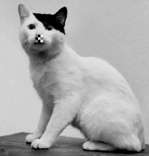 Россиянина оштрафовали за мем с котом в образе Гитлера