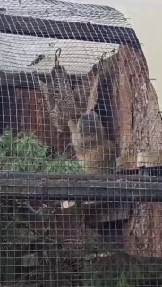 Манул Пепе из Ленинградского зоопарка занял место Шу на гамаке