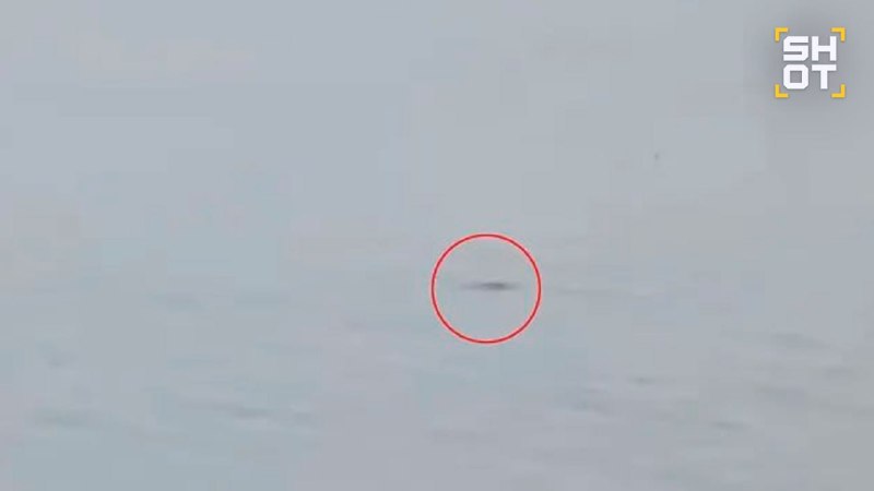 В Шотландии снова заметили «Лох-несское чудовище»