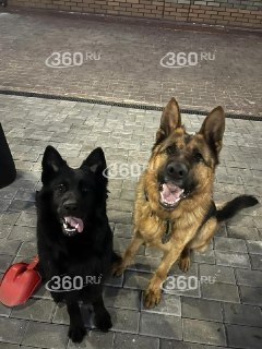 В Калужской области мужчина нашел двух своих псов застреленными