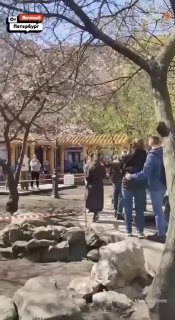 Сакуру в Саду Дружбы обнесли лентой для защиты деревьев